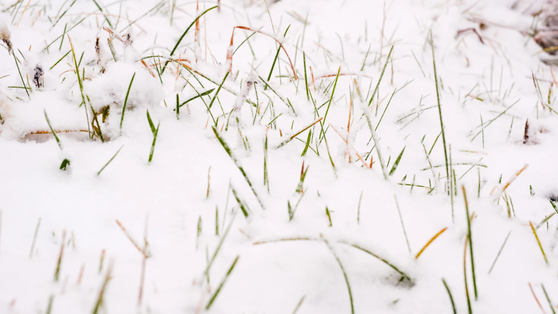 Hoofdafbeelding voor artikel HERBELEEF: 2 tot 3 centimeter…