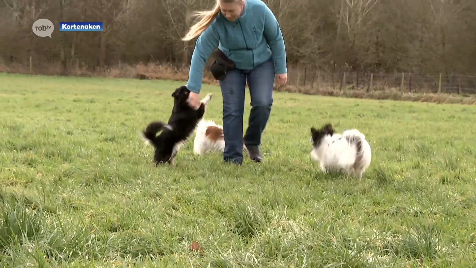 Hoofdafbeelding voor artikel Nieuw hondenhotel geopend…