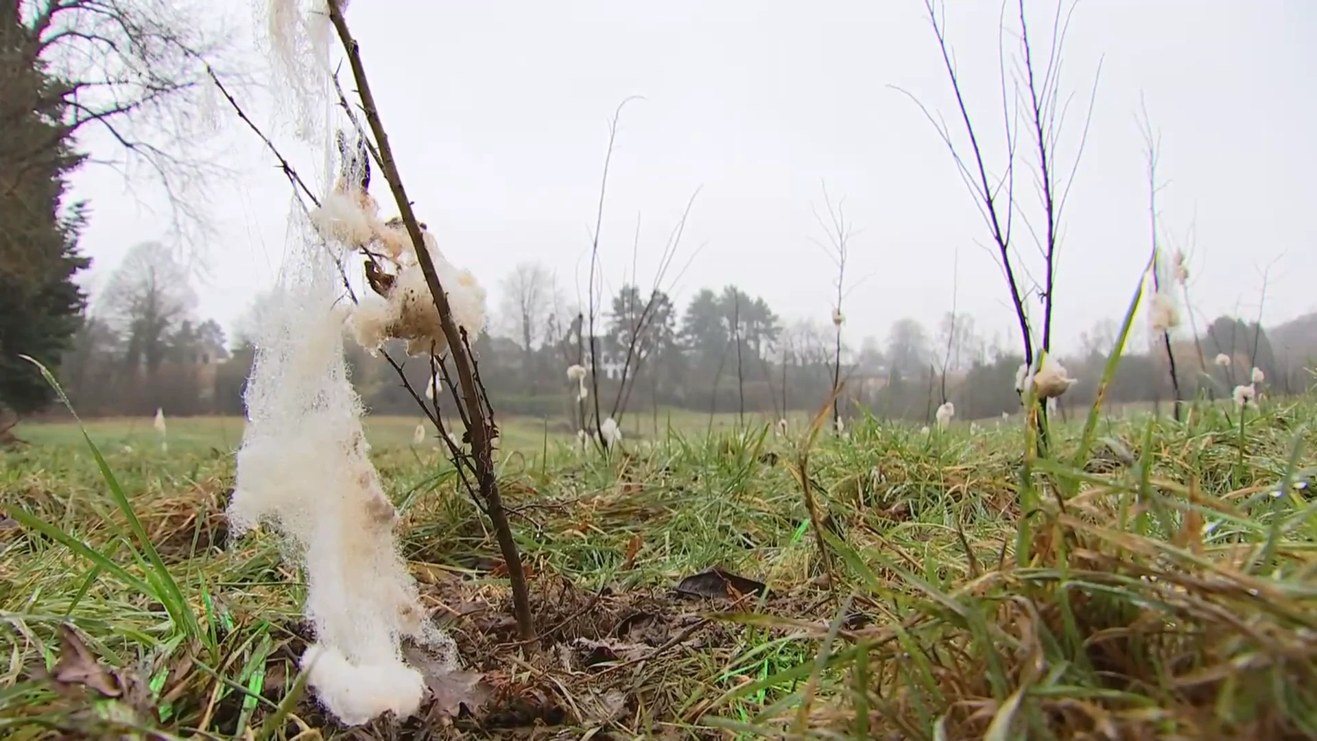 Hoofdafbeelding voor artikel Opvallend: Leuven plant bos…