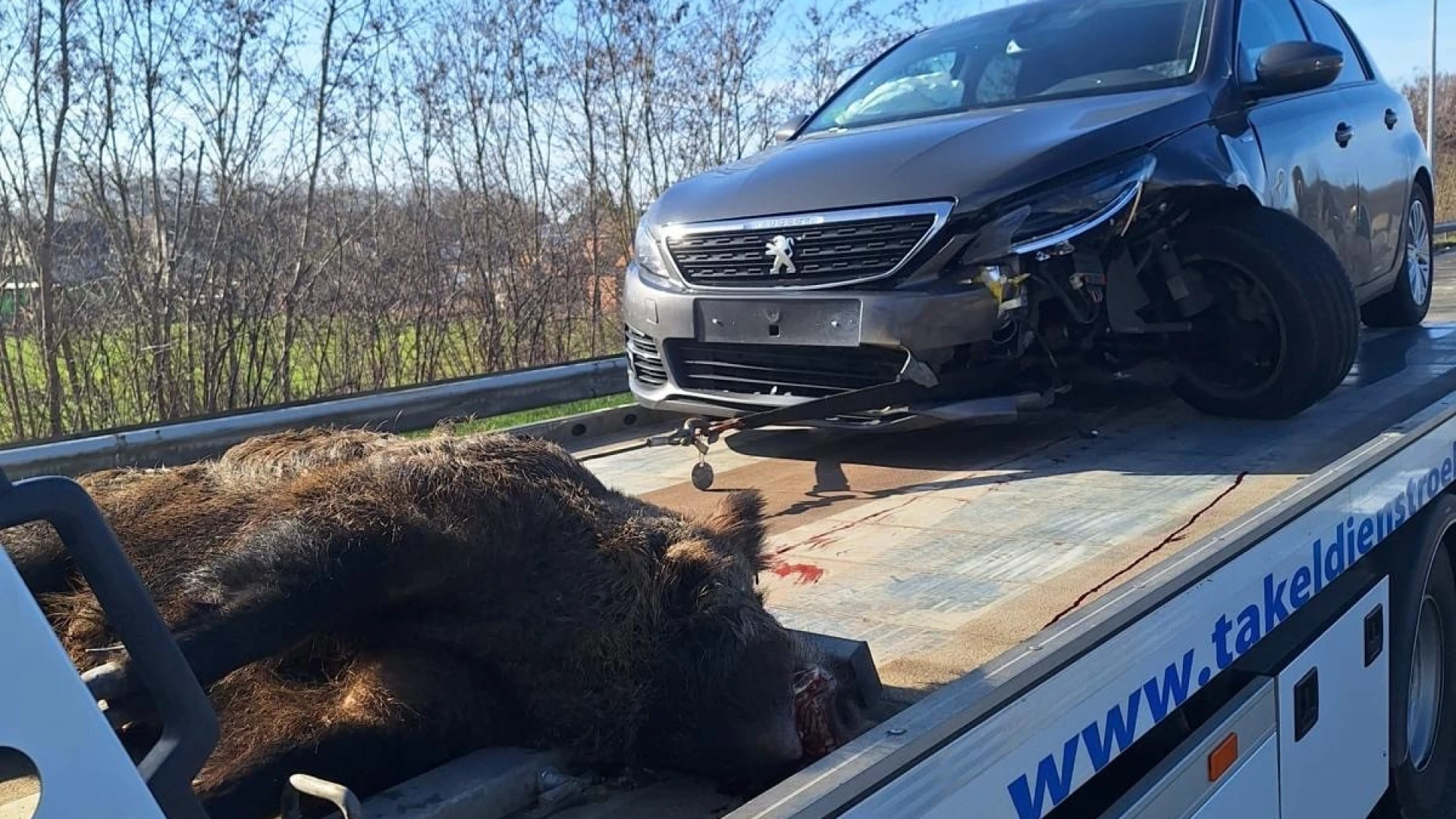 Hoofdafbeelding voor artikel Everzwijn veroorzaakt zwaar…