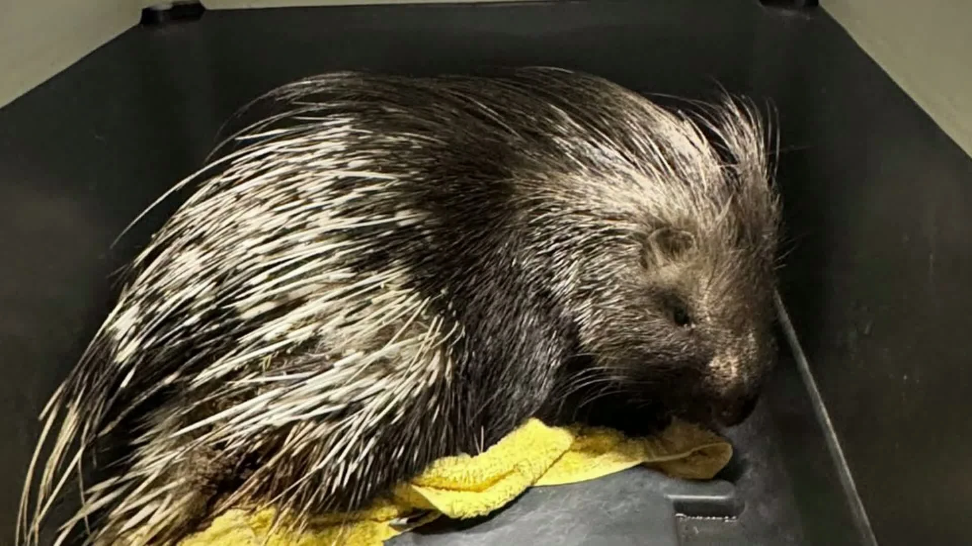 Hoofdafbeelding voor artikel Animal Rescue Service vindt…