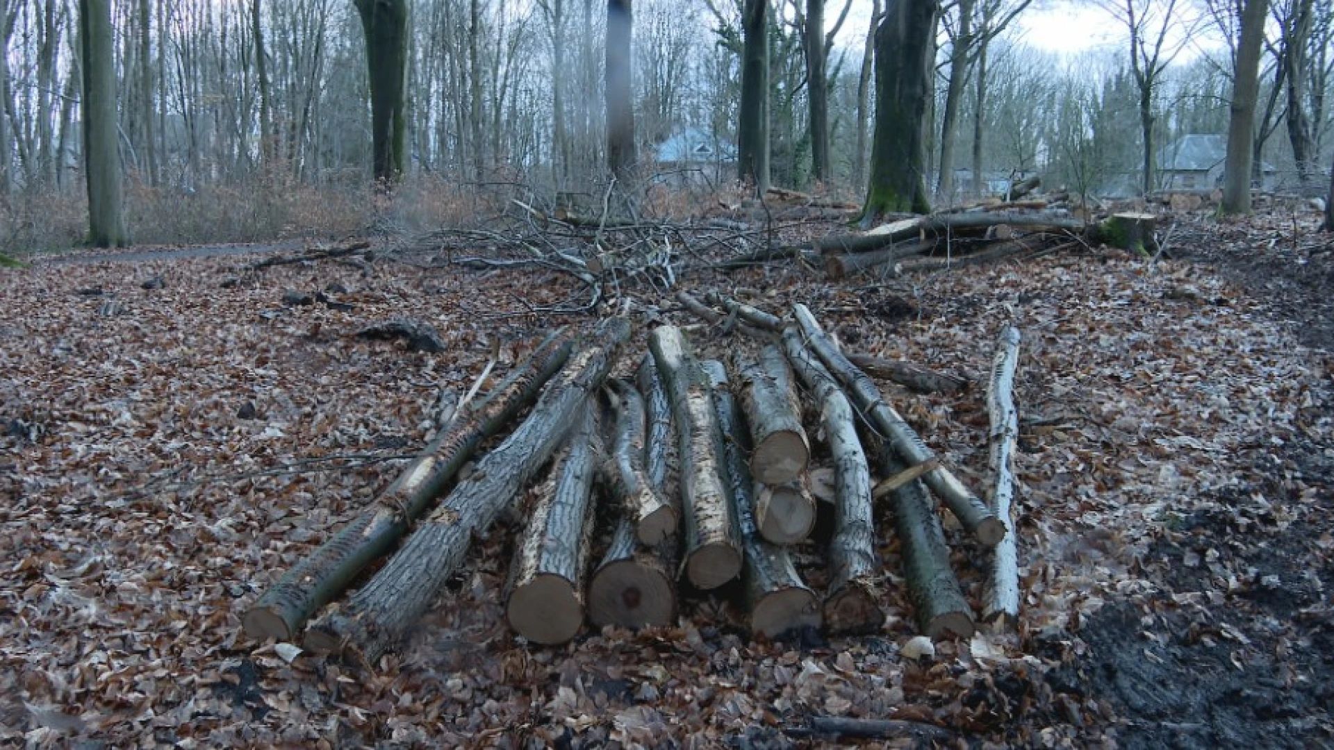 Hoofdafbeelding voor artikel Agentschap Natuur en Bos kapt…