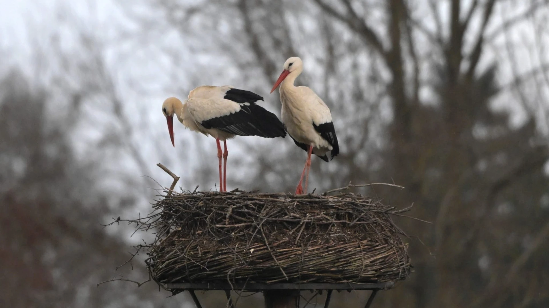 Hoofdafbeelding voor artikel 6e jaar op rij ooievaars in…