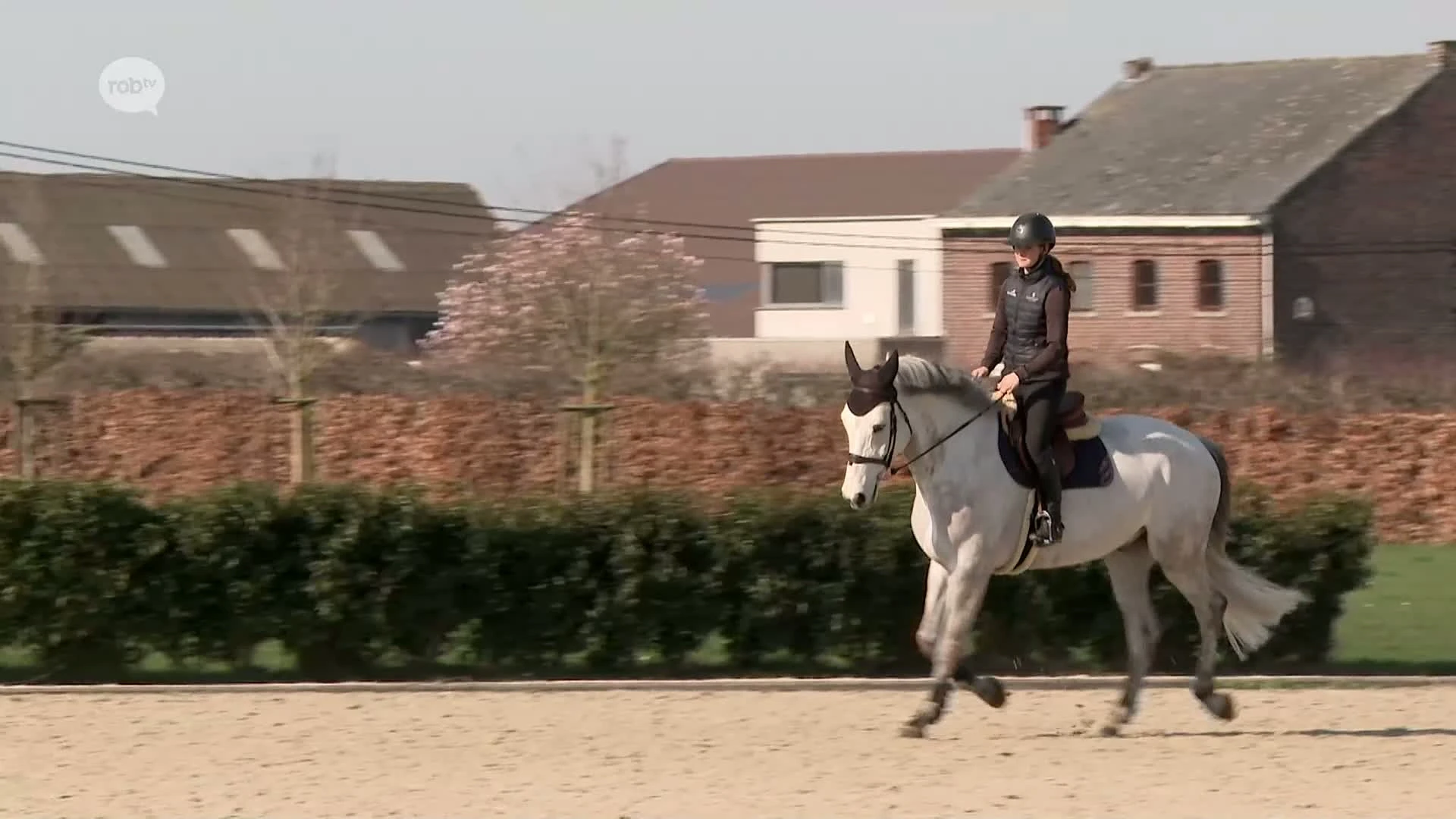 Hoofdafbeelding voor artikel Paarden van Pieter Devos raken…