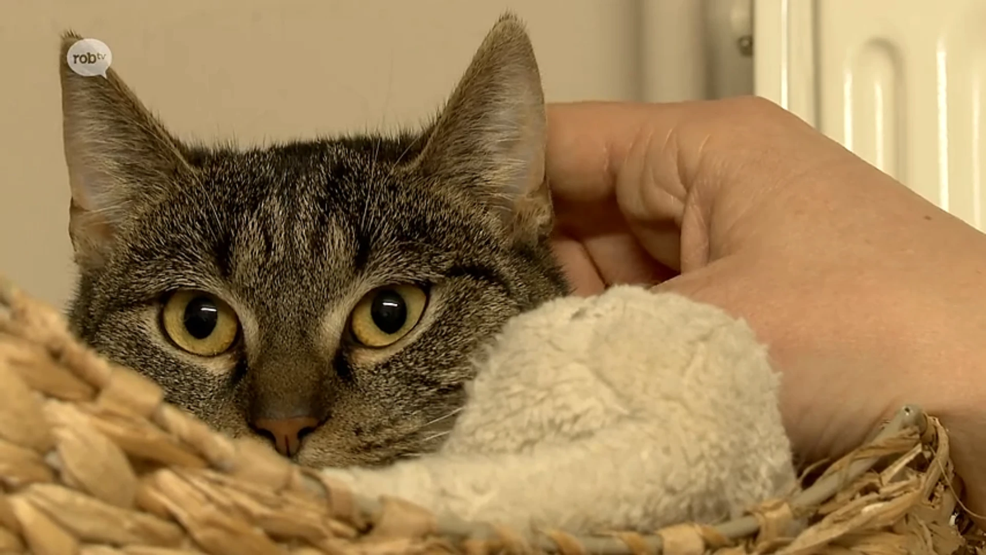 Hoofdafbeelding voor artikel Elke dag worden 7 dieren geadopteerd…