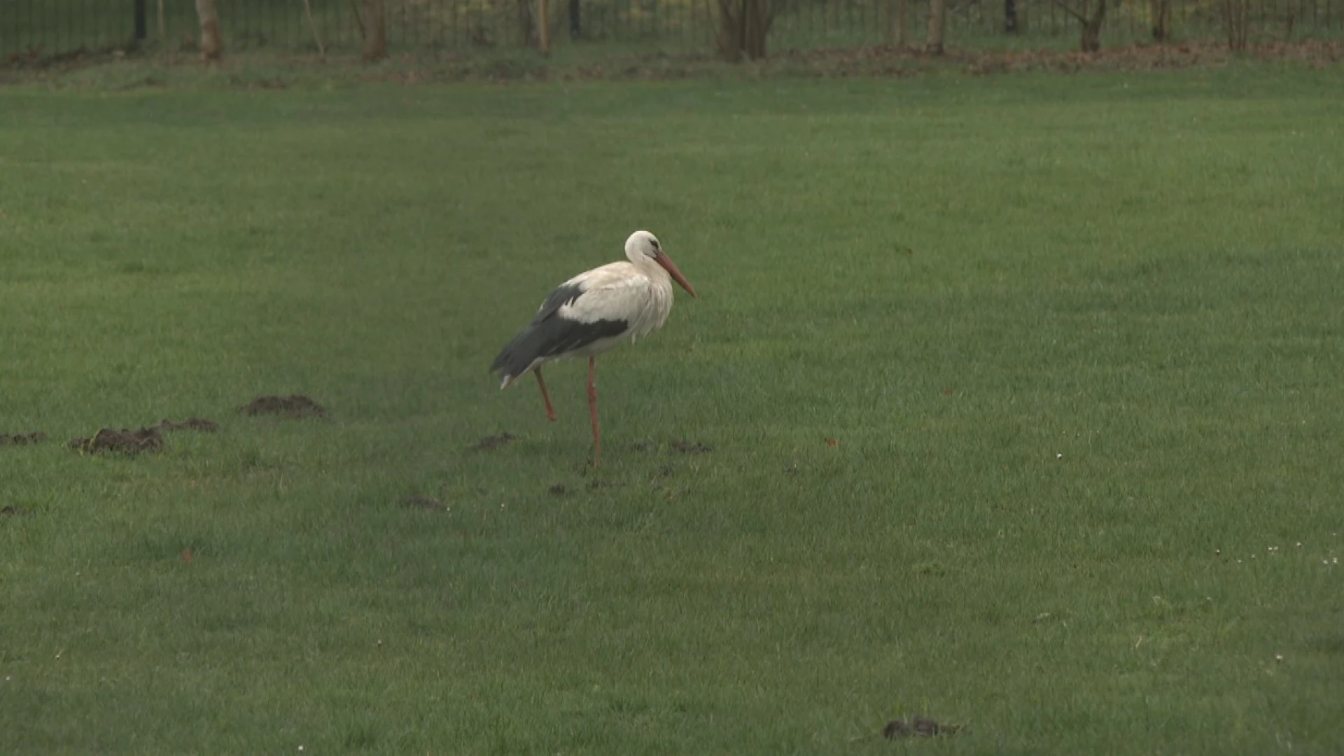 Hoofdafbeelding voor artikel Ooievaarskoppel herenigd aan…