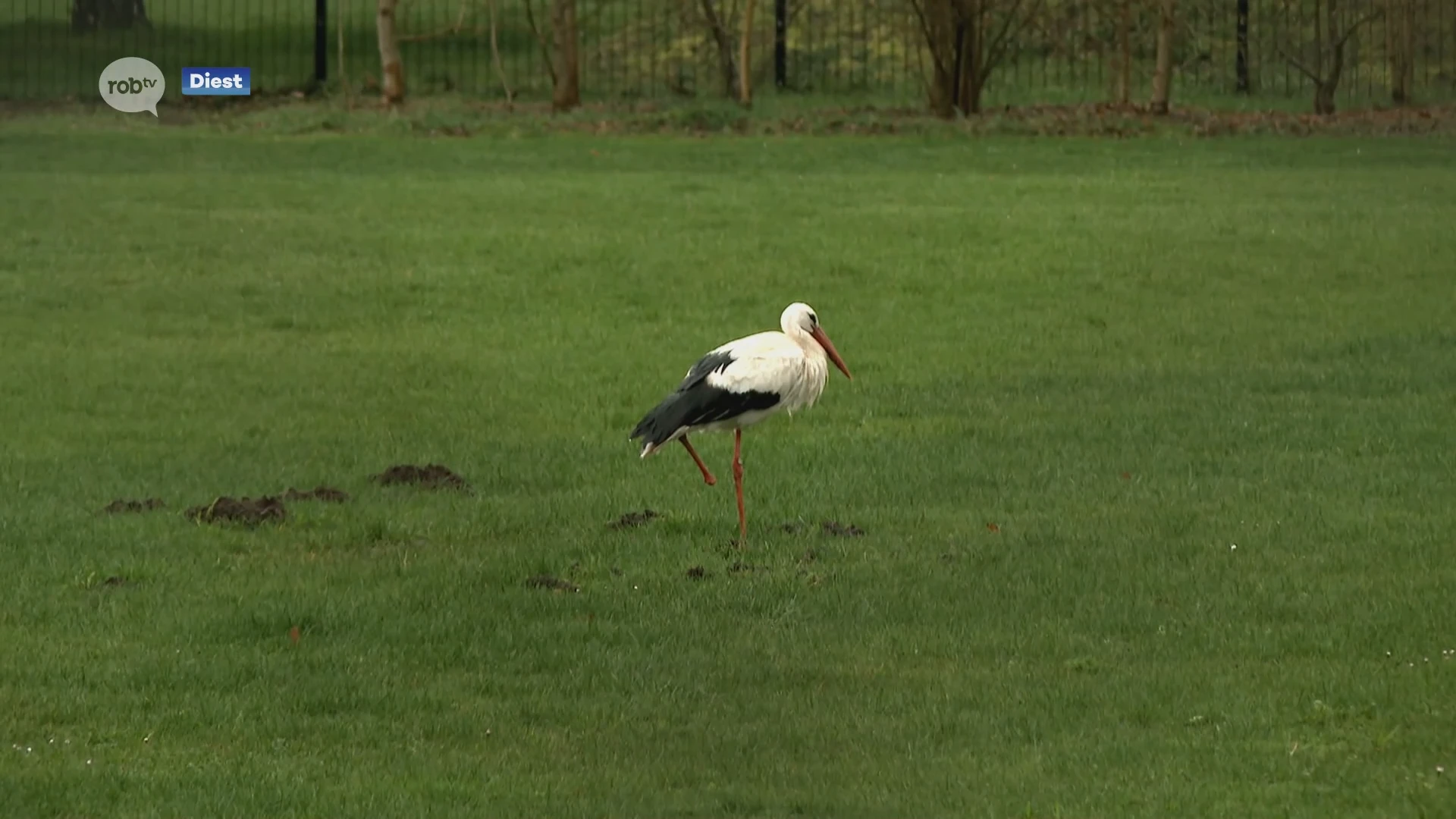 Hoofdafbeelding voor artikel Ooievaarskoppel herenigd aan…