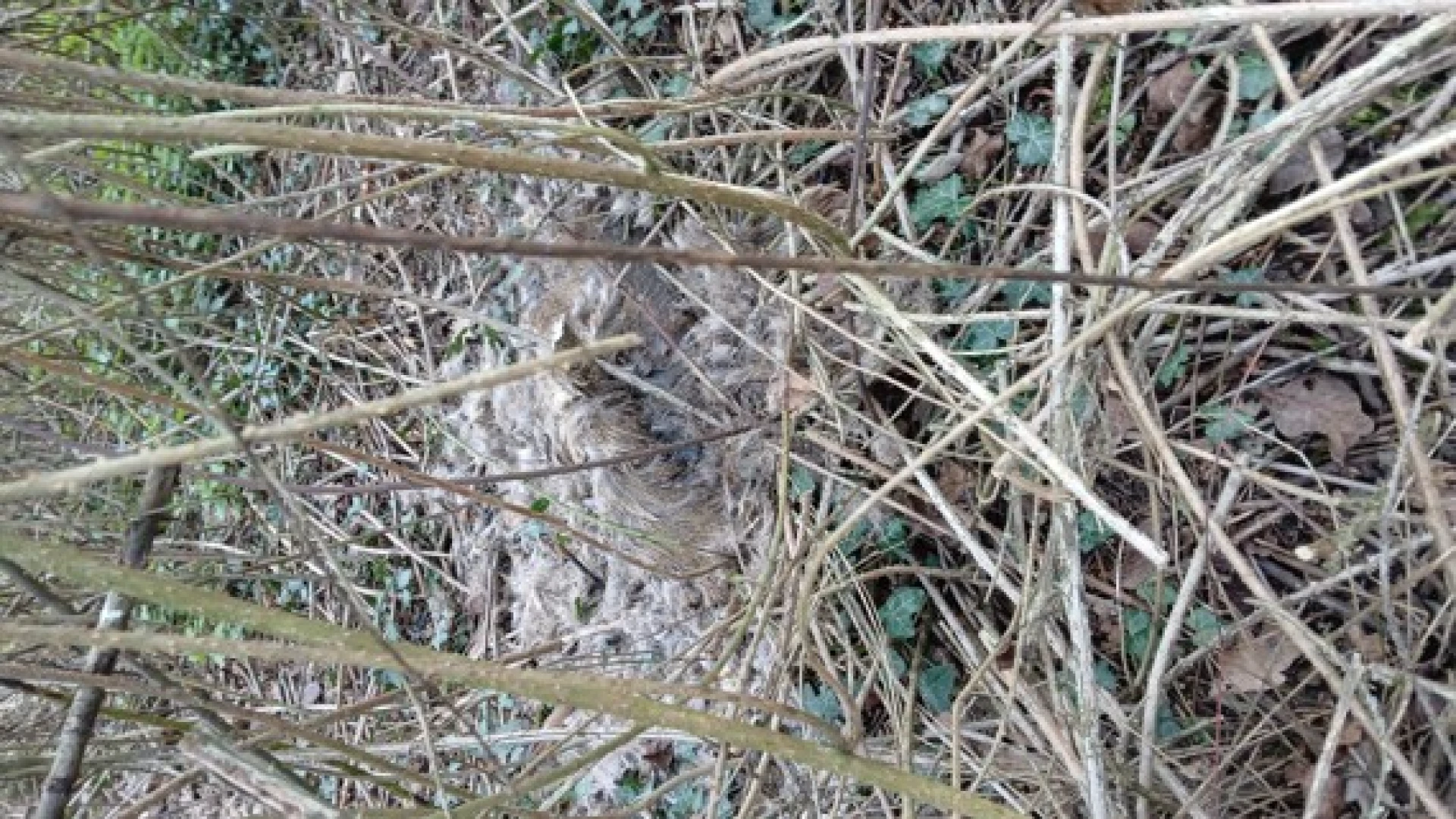 Hoofdafbeelding voor artikel 4 dode ree&euml;n aangetroffen…