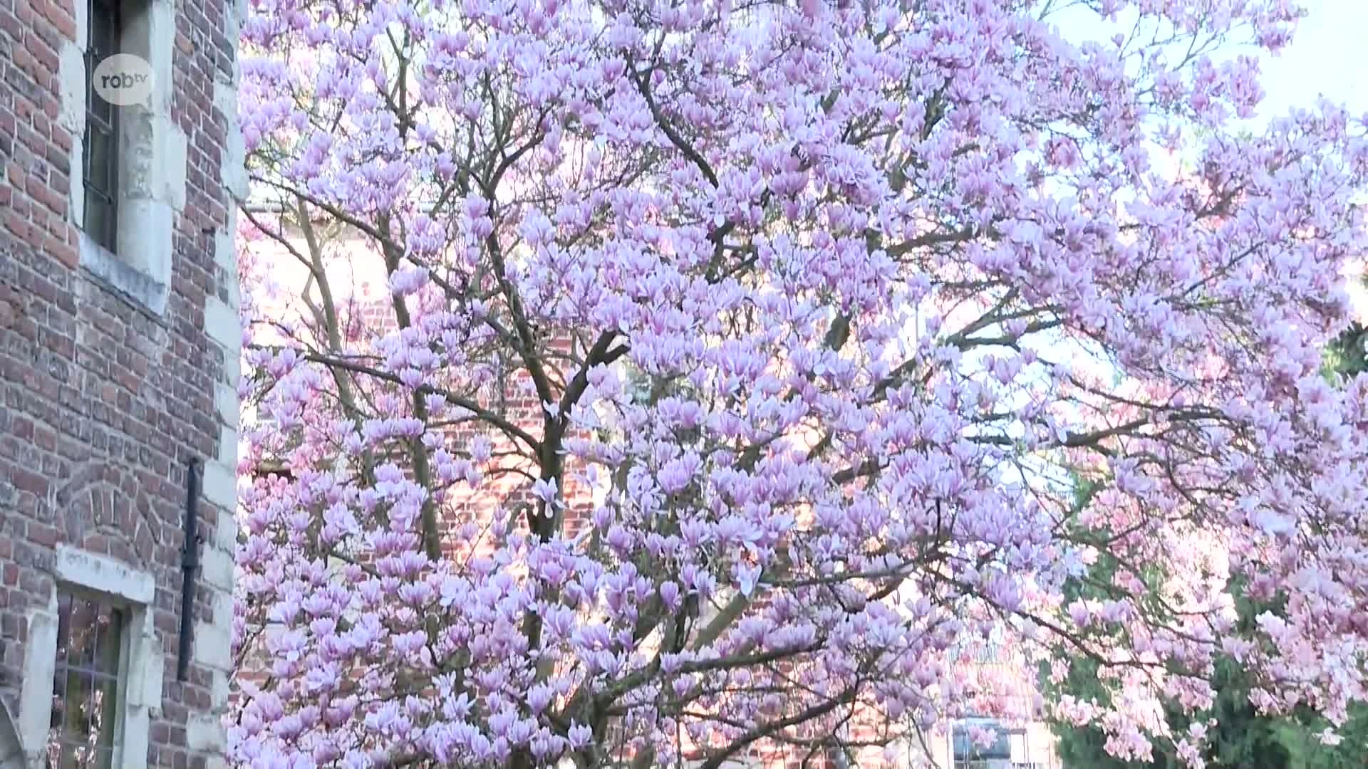 Hoofdafbeelding voor artikel Vroege lenteweer zet magnolia…