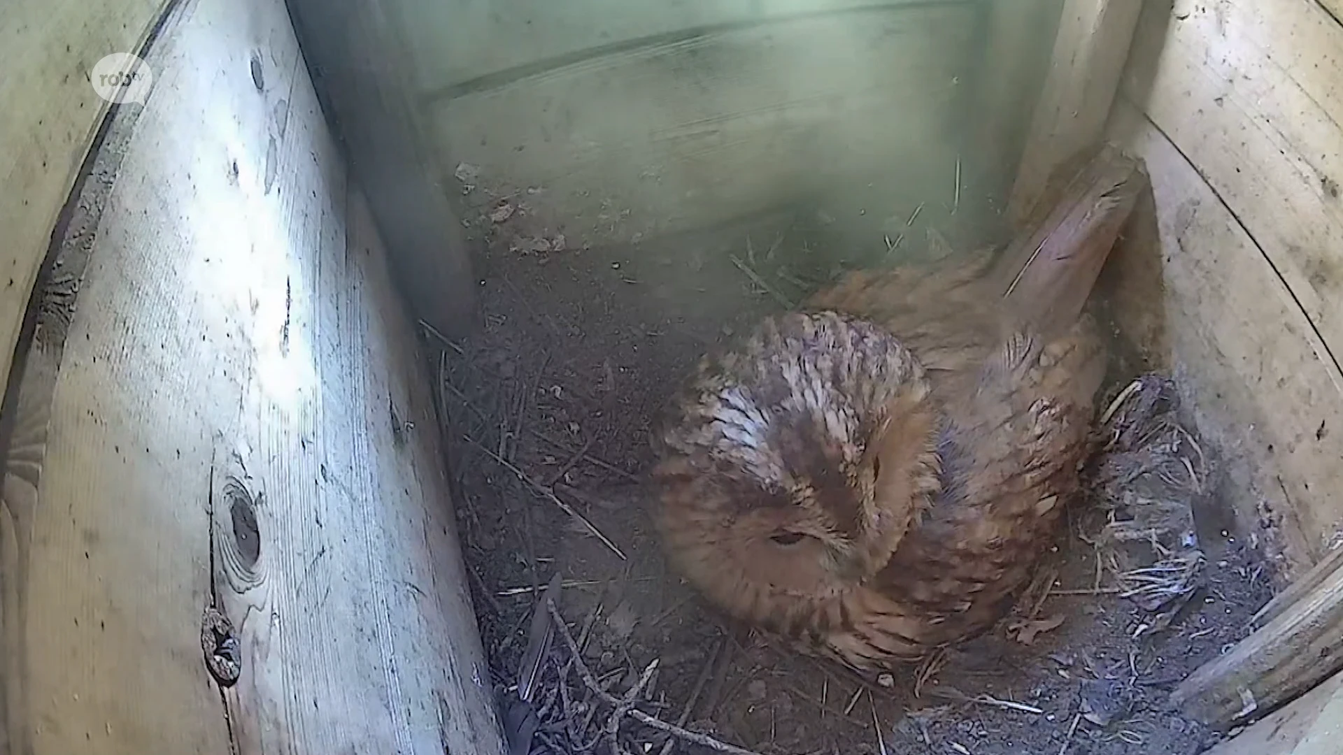 Hoofdafbeelding voor artikel Bosuil broedt eieren uit in…