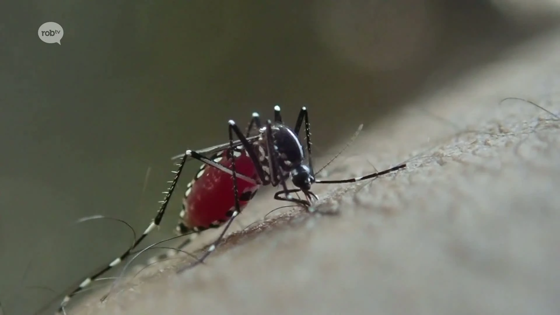 Hoofdafbeelding voor artikel Tijgermug kan door warme temperaturen…