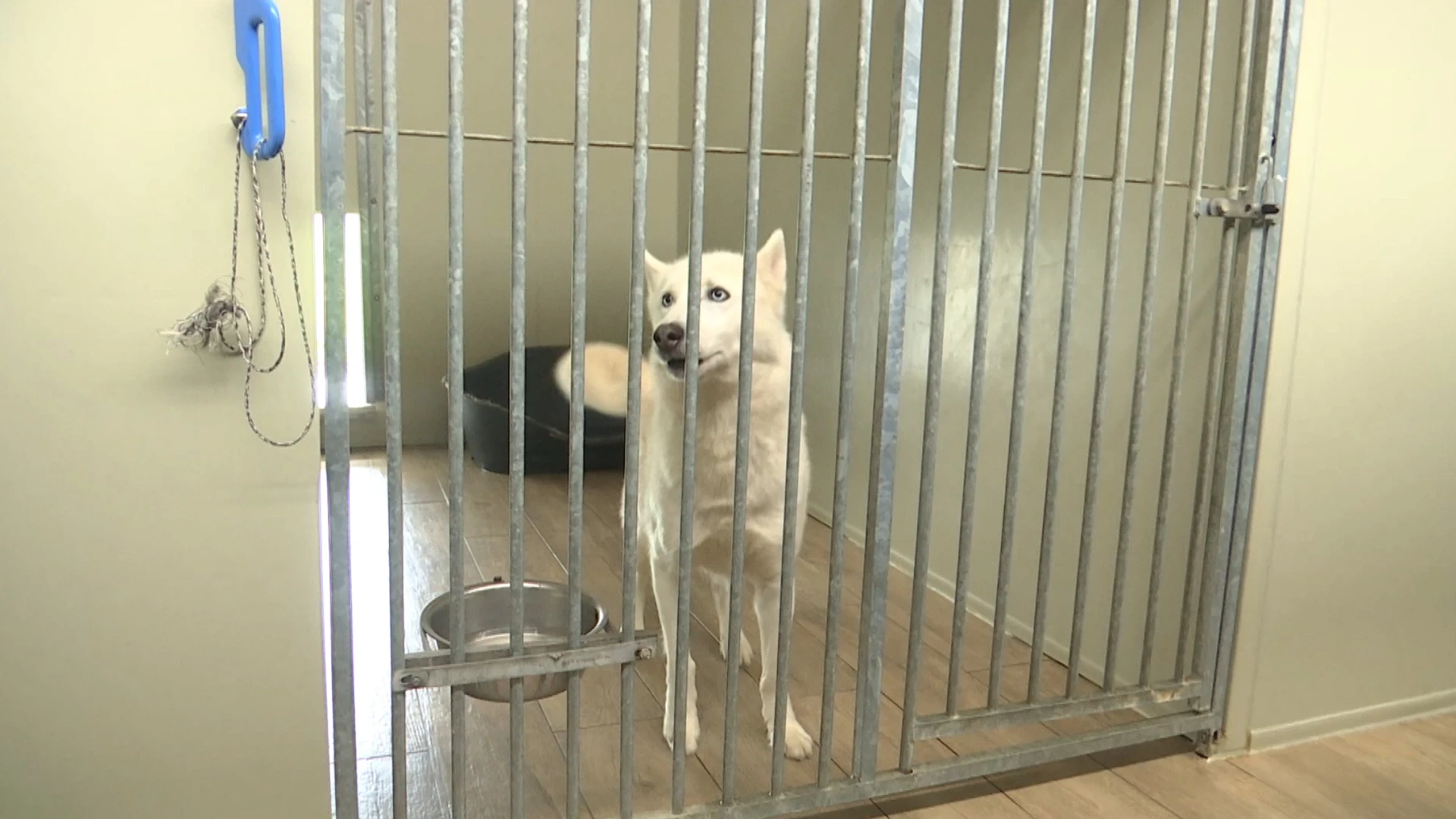 Hoofdafbeelding voor artikel Uitbater hondenopvang in Scherpenheuvel-Zichem…