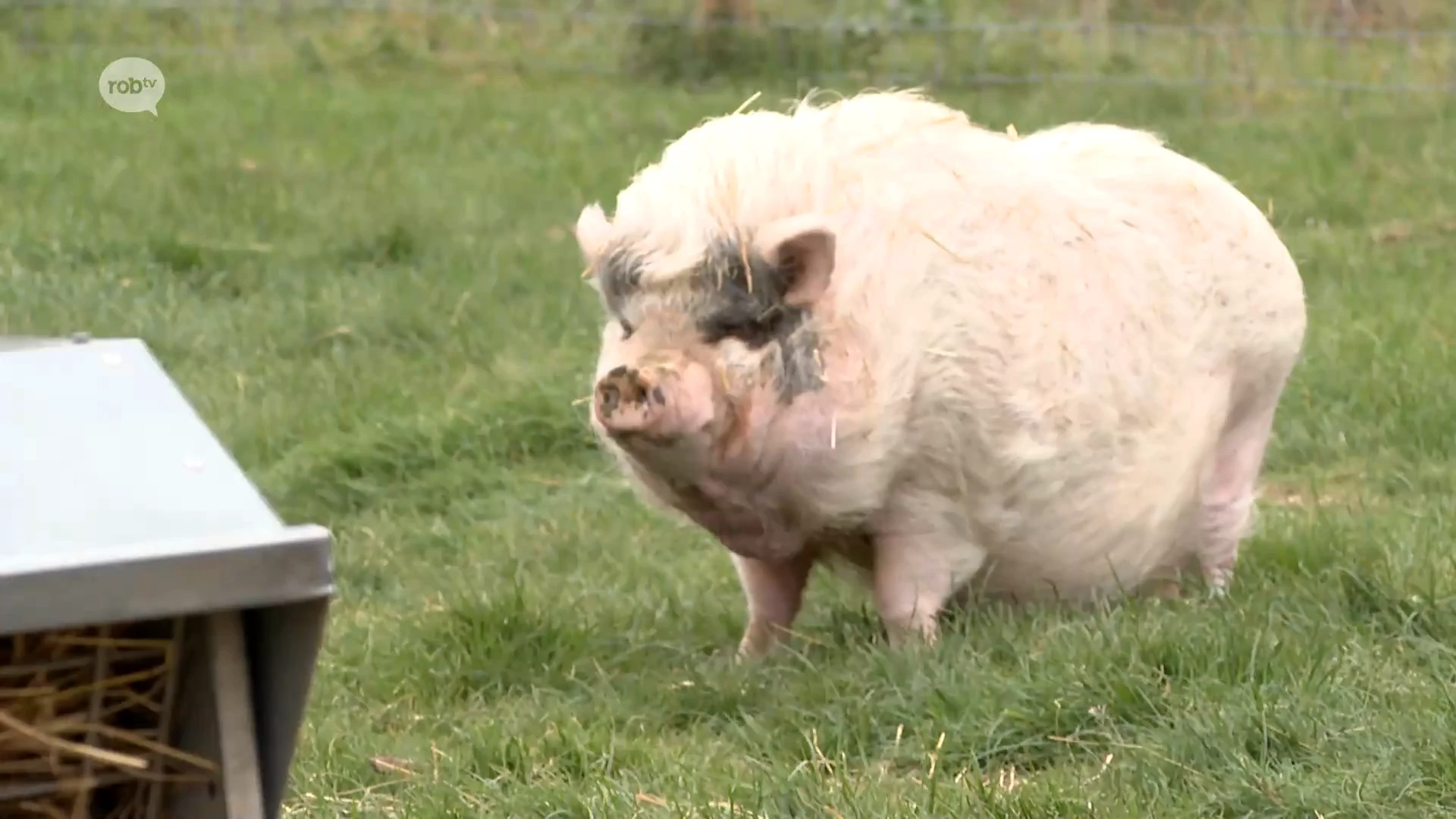 Hoofdafbeelding voor artikel Forrest & Friends organiseert…