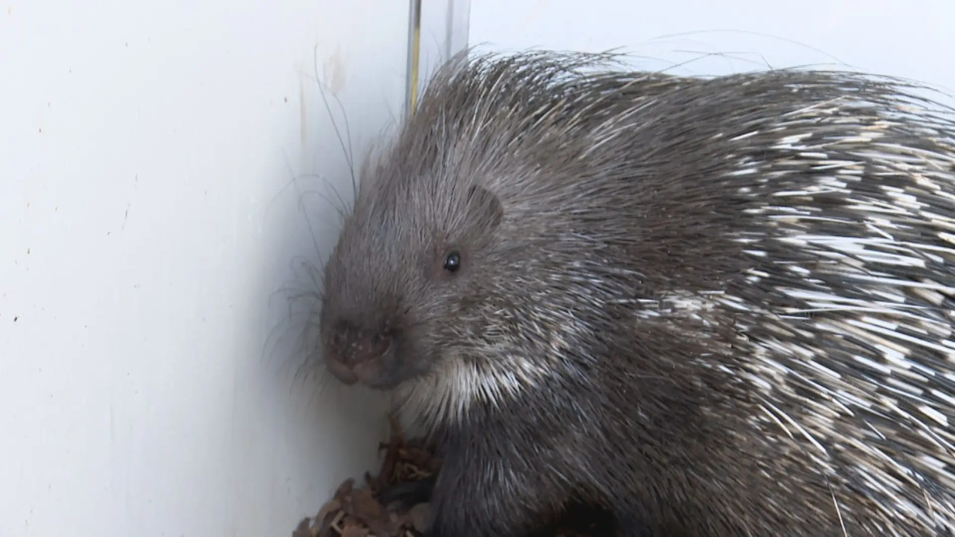 Hoofdafbeelding voor artikel Opnieuw loslopend stekelvarken…