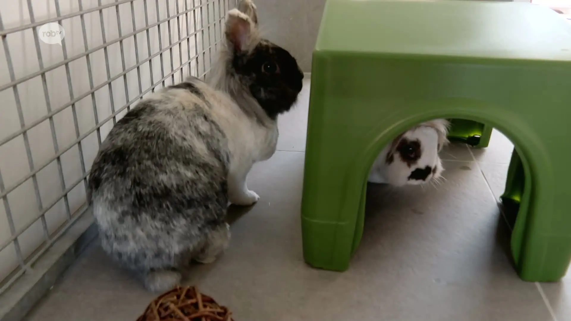 Hoofdafbeelding voor artikel All-in hotel voor konijnen…