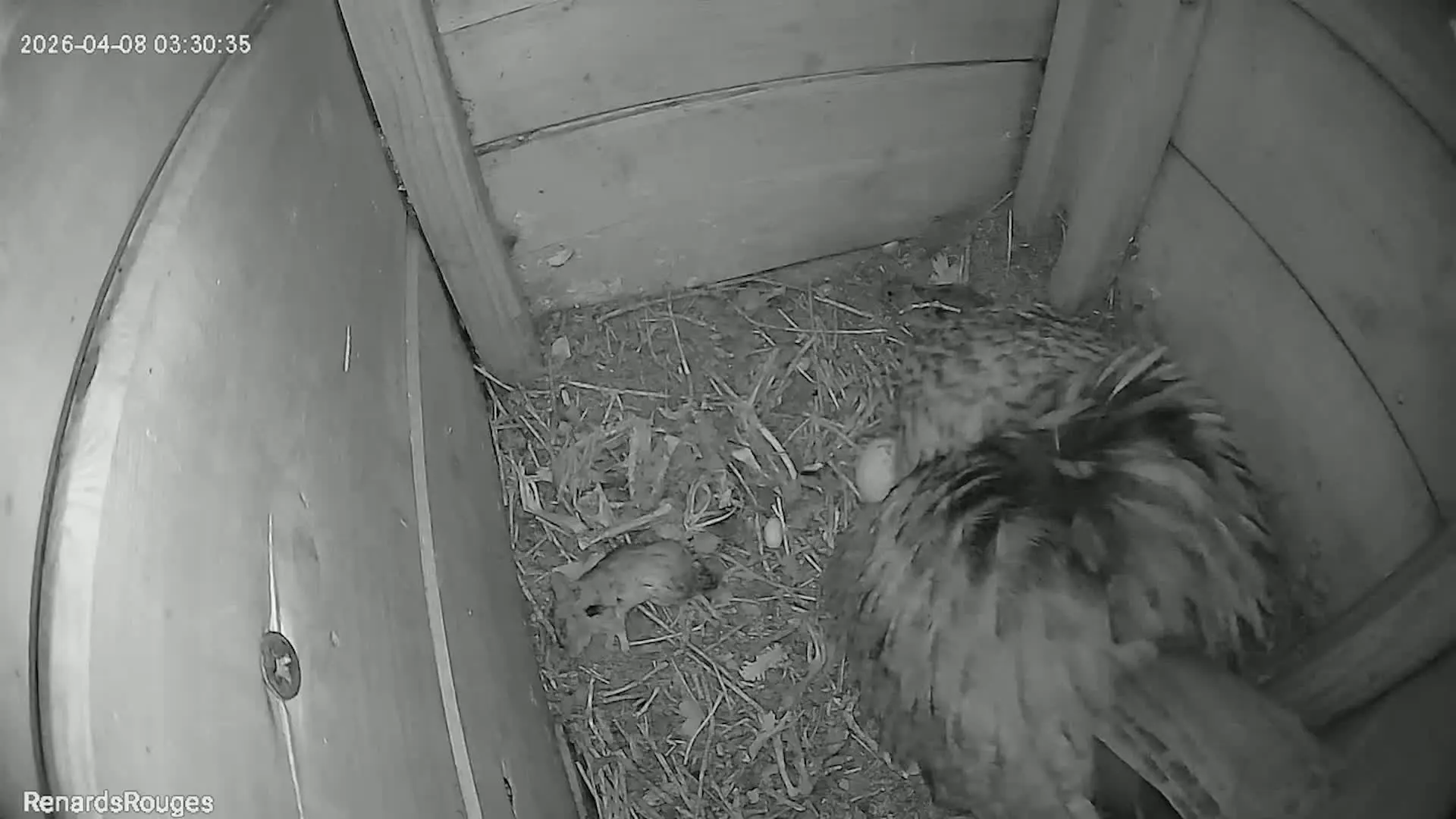 Hoofdafbeelding voor artikel BEKIJK: Twee kleine uilskuikens…