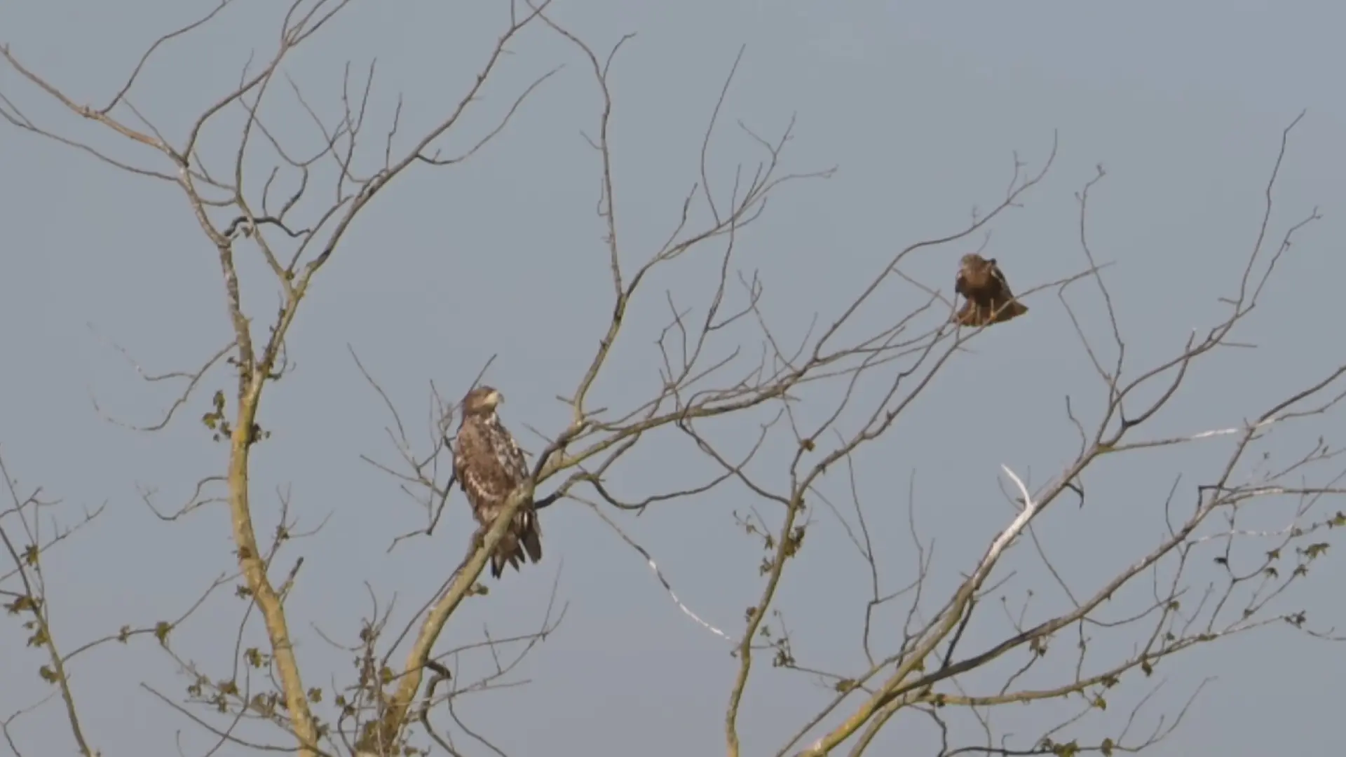 Hoofdafbeelding voor artikel Opnieuw zeearend gezien in…
