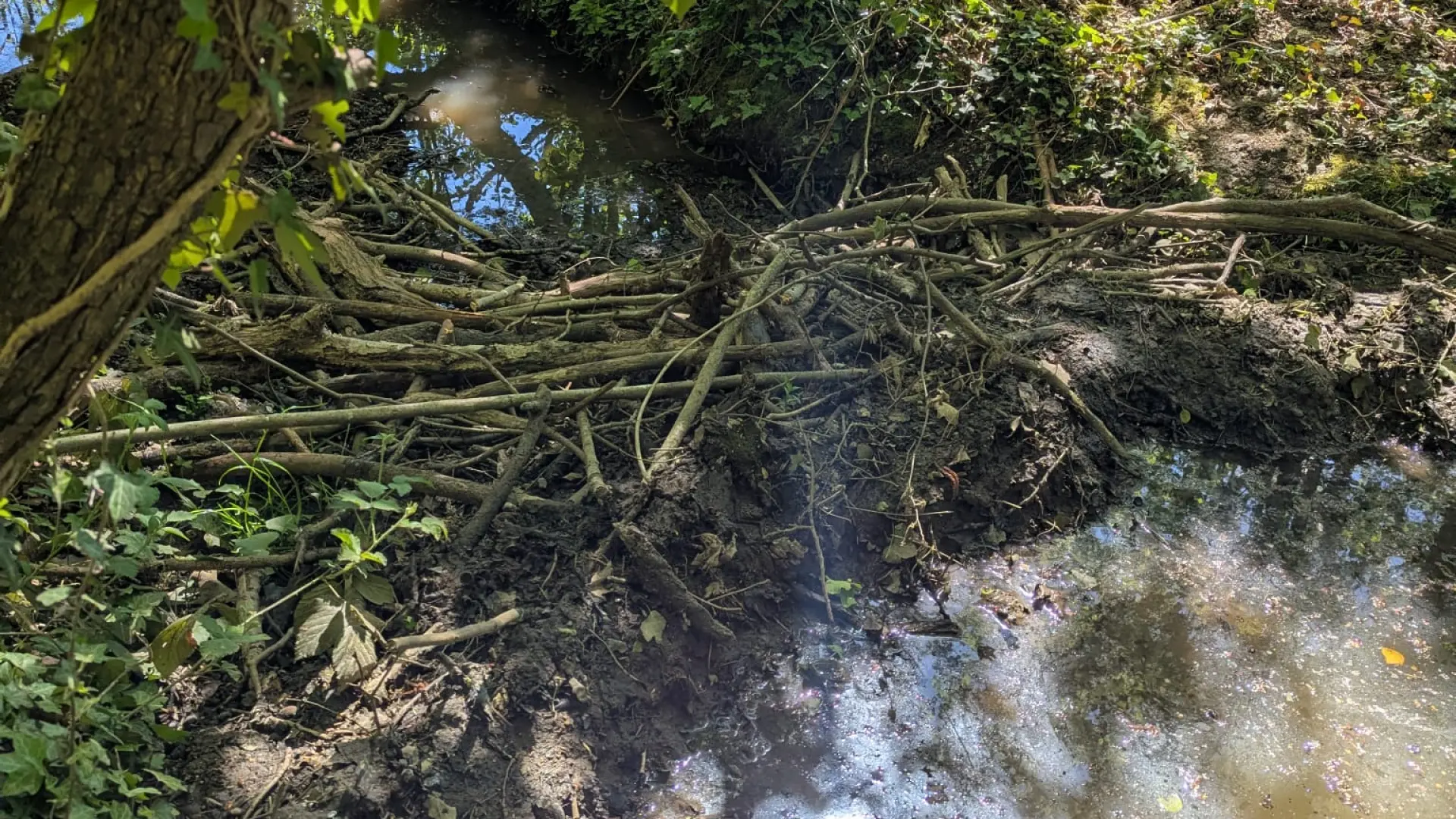 Hoofdafbeelding voor artikel Wateroverlast door twee beverdammen…
