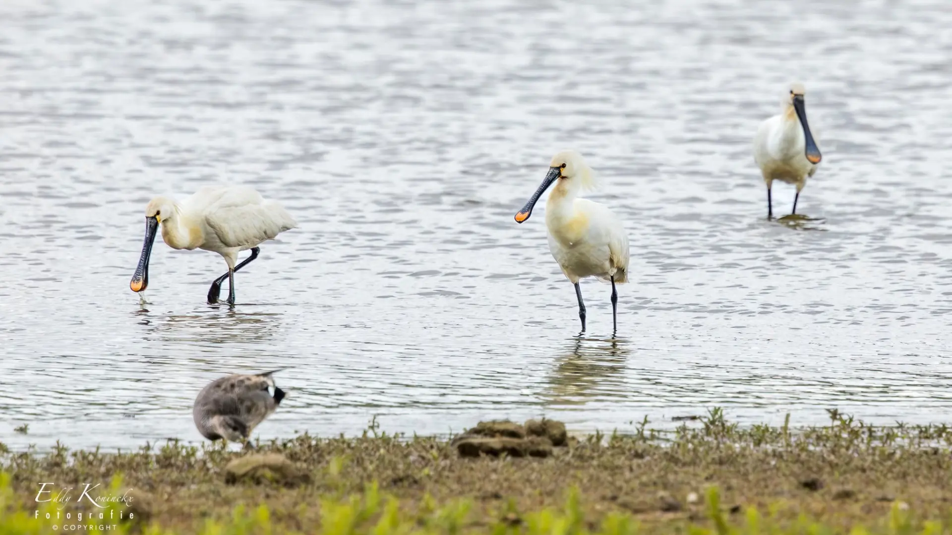 Hoofdafbeelding voor artikel Drie Lepelaars gespot in provinciedomein…