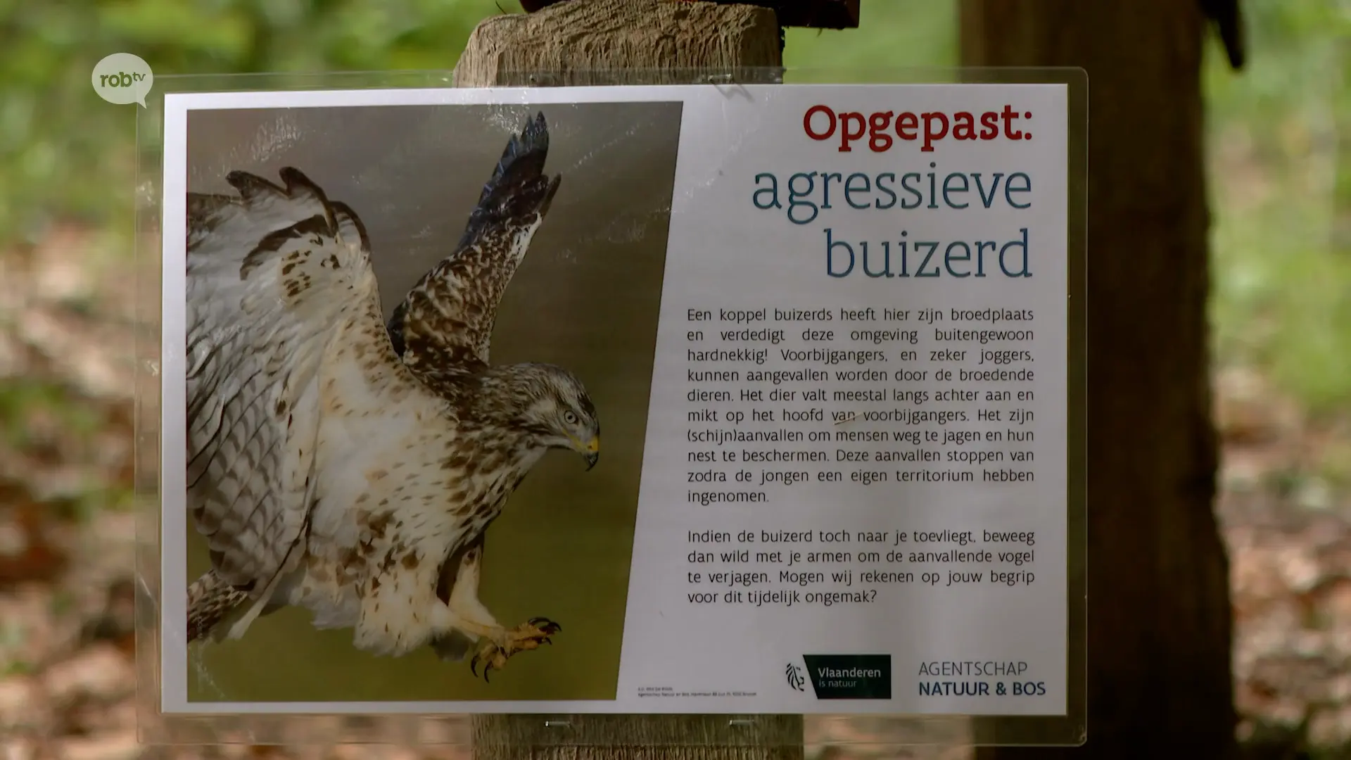 Hoofdafbeelding voor artikel Jogger aangevallen door buizerd…