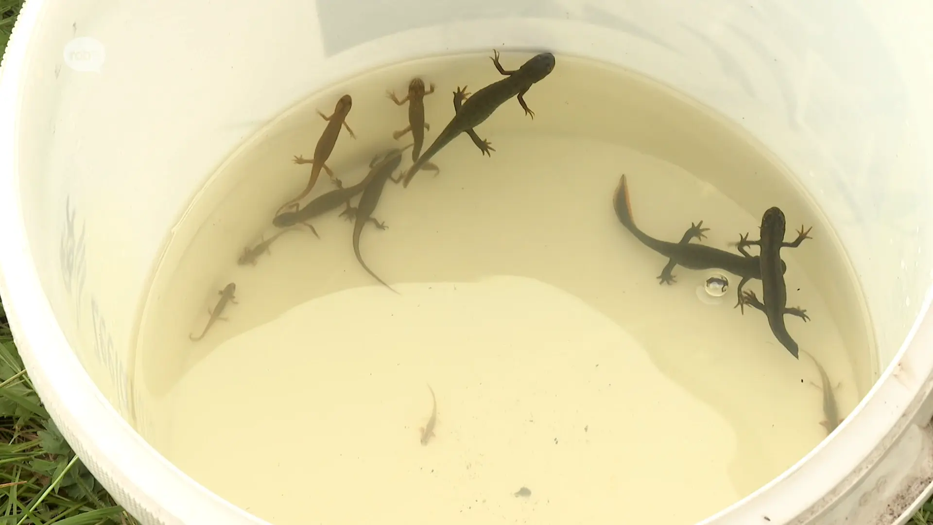 Hoofdafbeelding voor artikel Almaar meer Kamsalamanders…