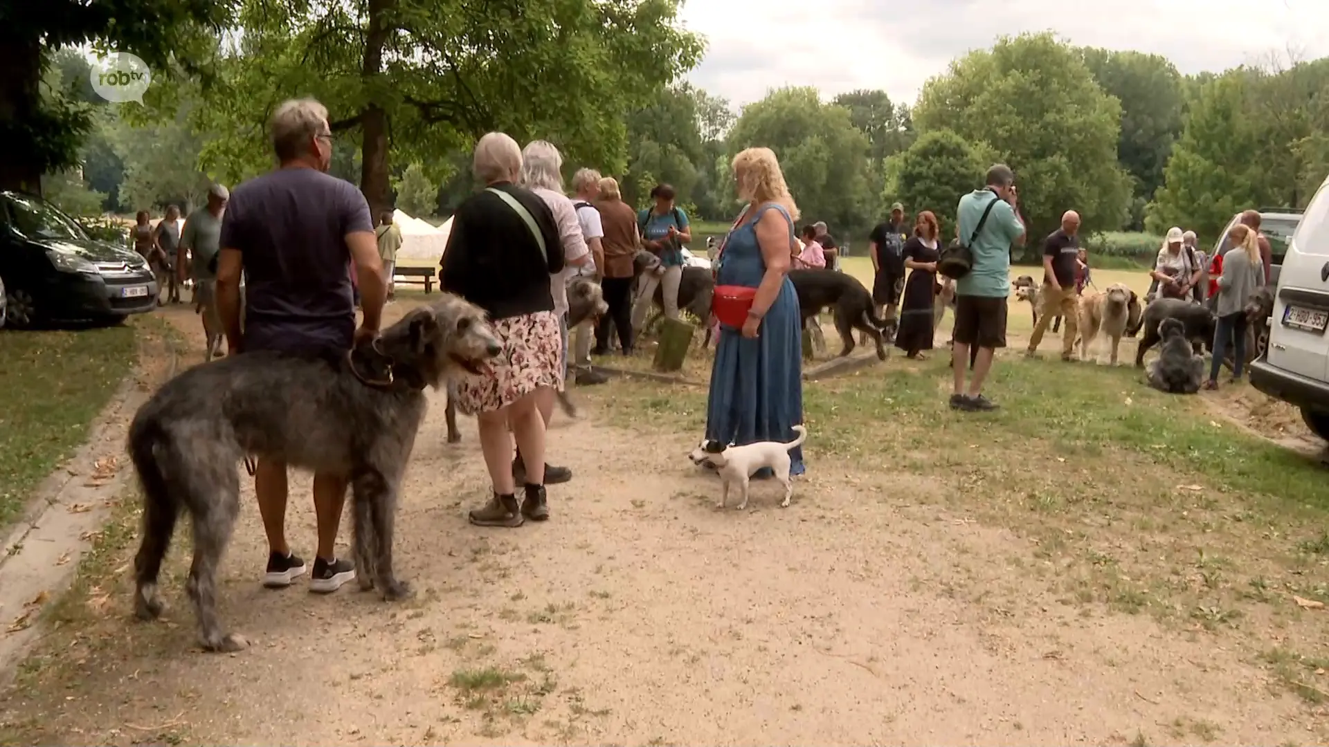 Hoofdafbeelding voor artikel Zeldzame Ierse Wolfshonden…