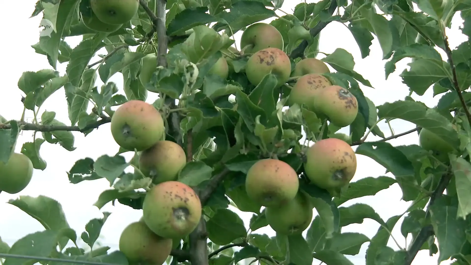 Hoofdafbeelding voor artikel Hitte en droogte heeft invloed…