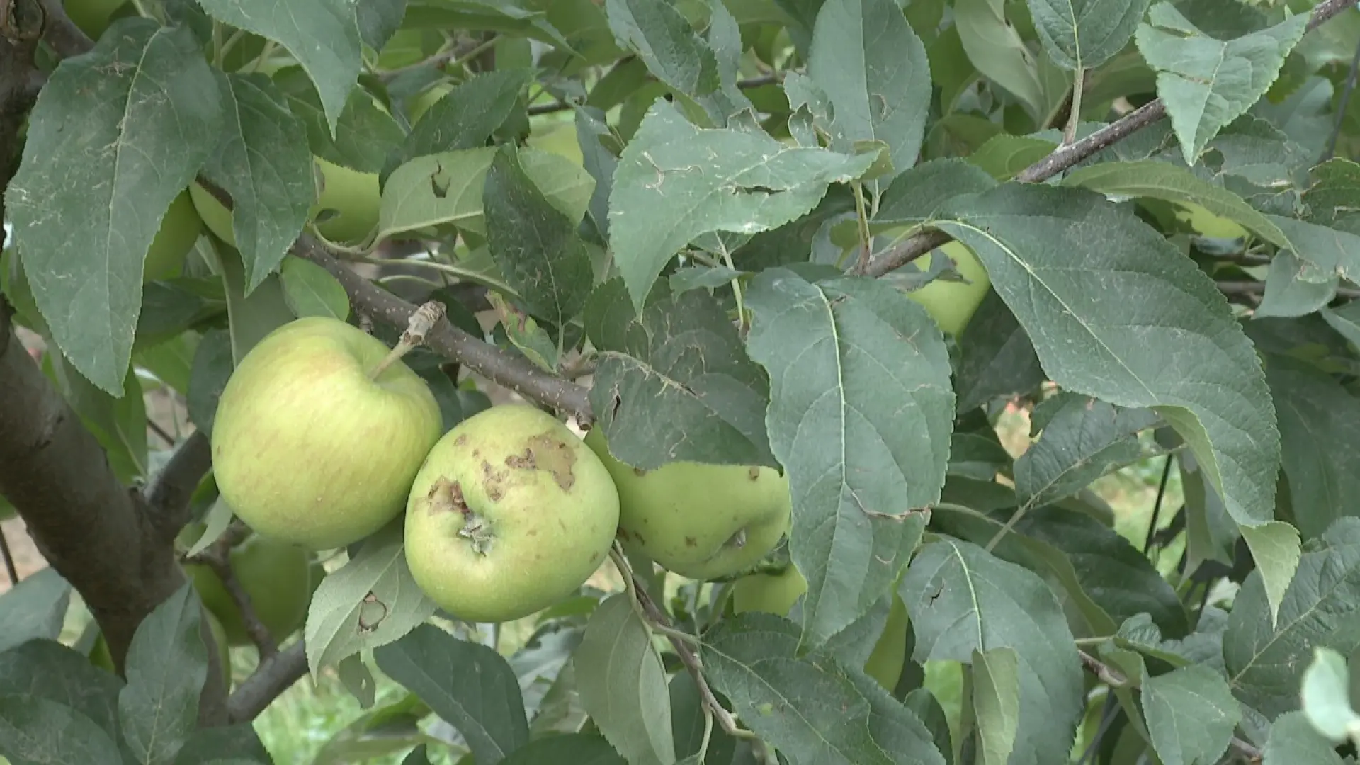 Hoofdafbeelding voor artikel Fruitbedrijf uit Bekkevoort…