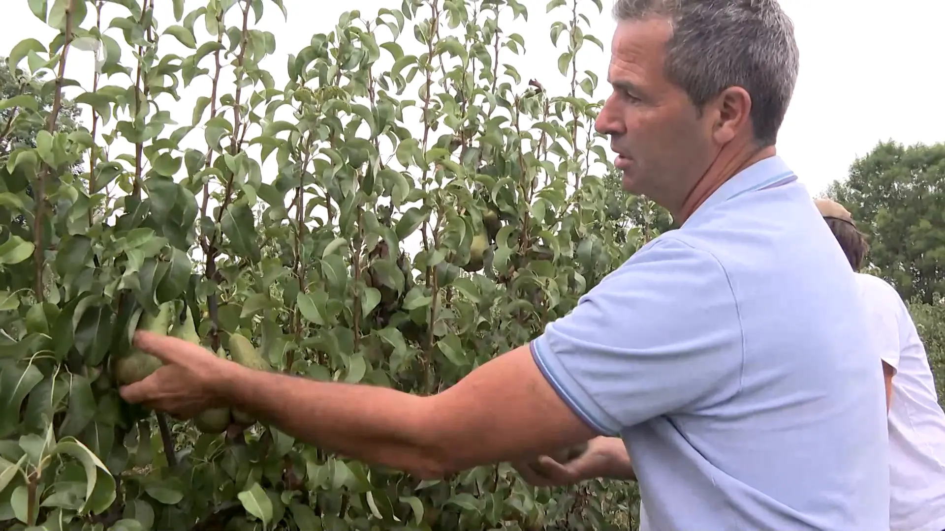 Hoofdafbeelding voor artikel Fruitpluk gaat van start in…