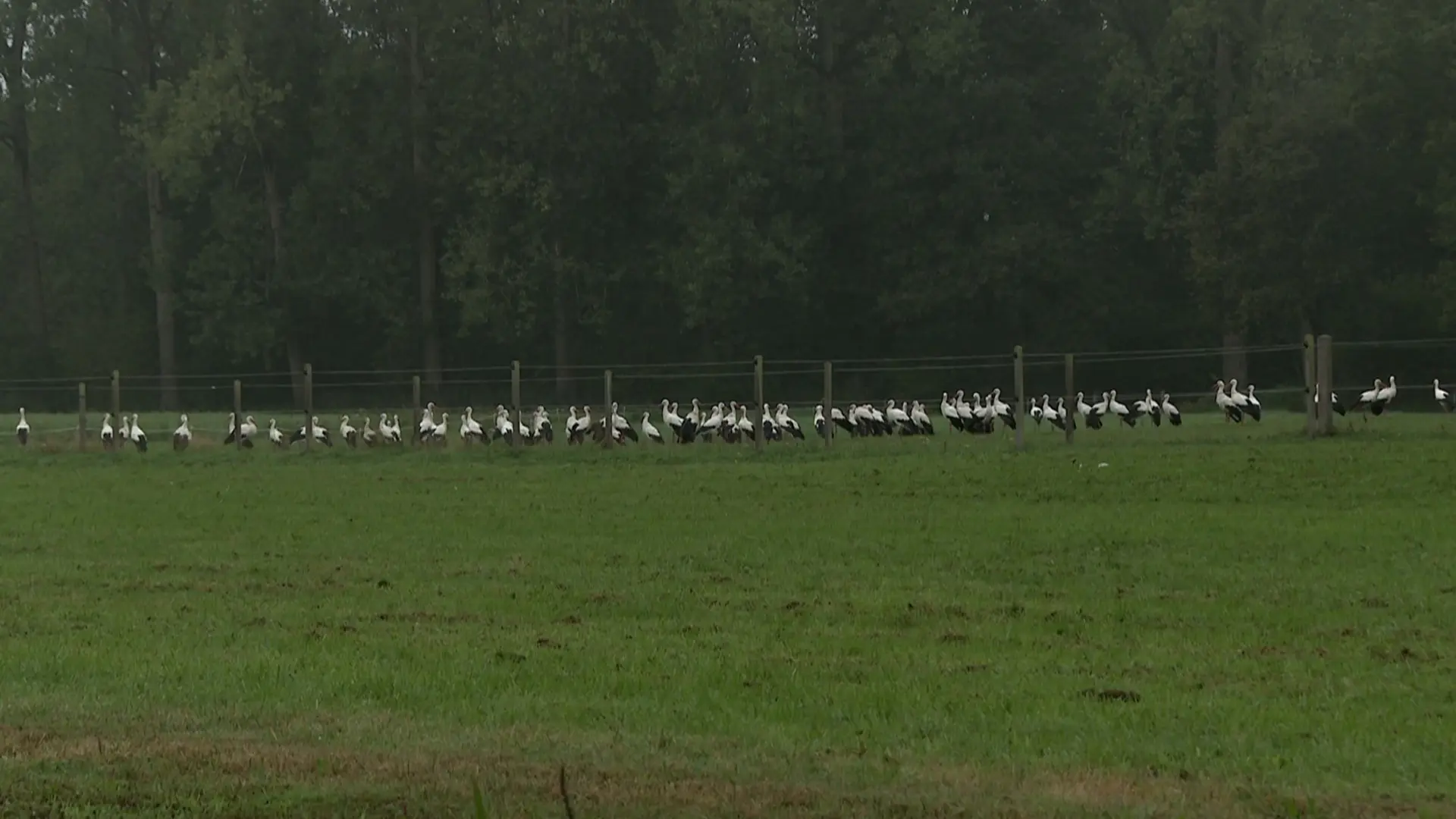 Hoofdafbeelding voor artikel BEKIJK: Tientallen ooievaars…