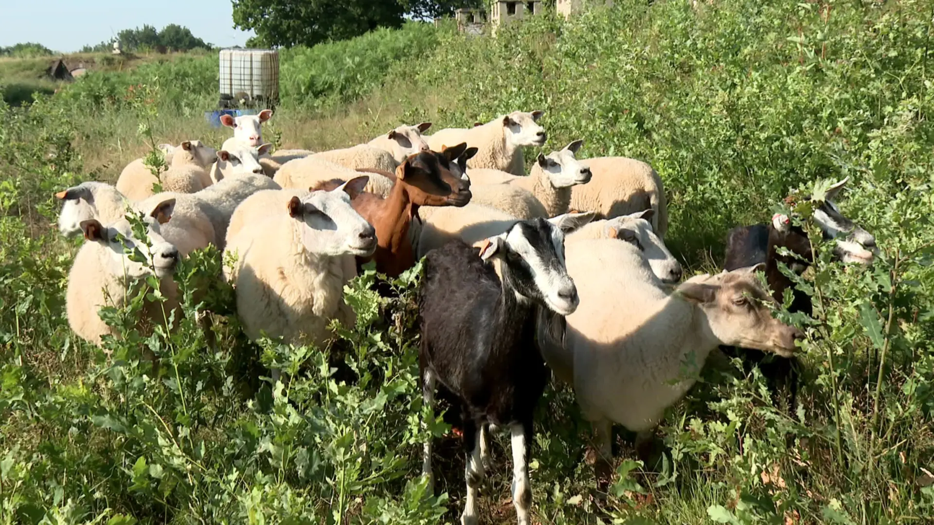 Hoofdafbeelding voor artikel Honderden schapen trekken…
