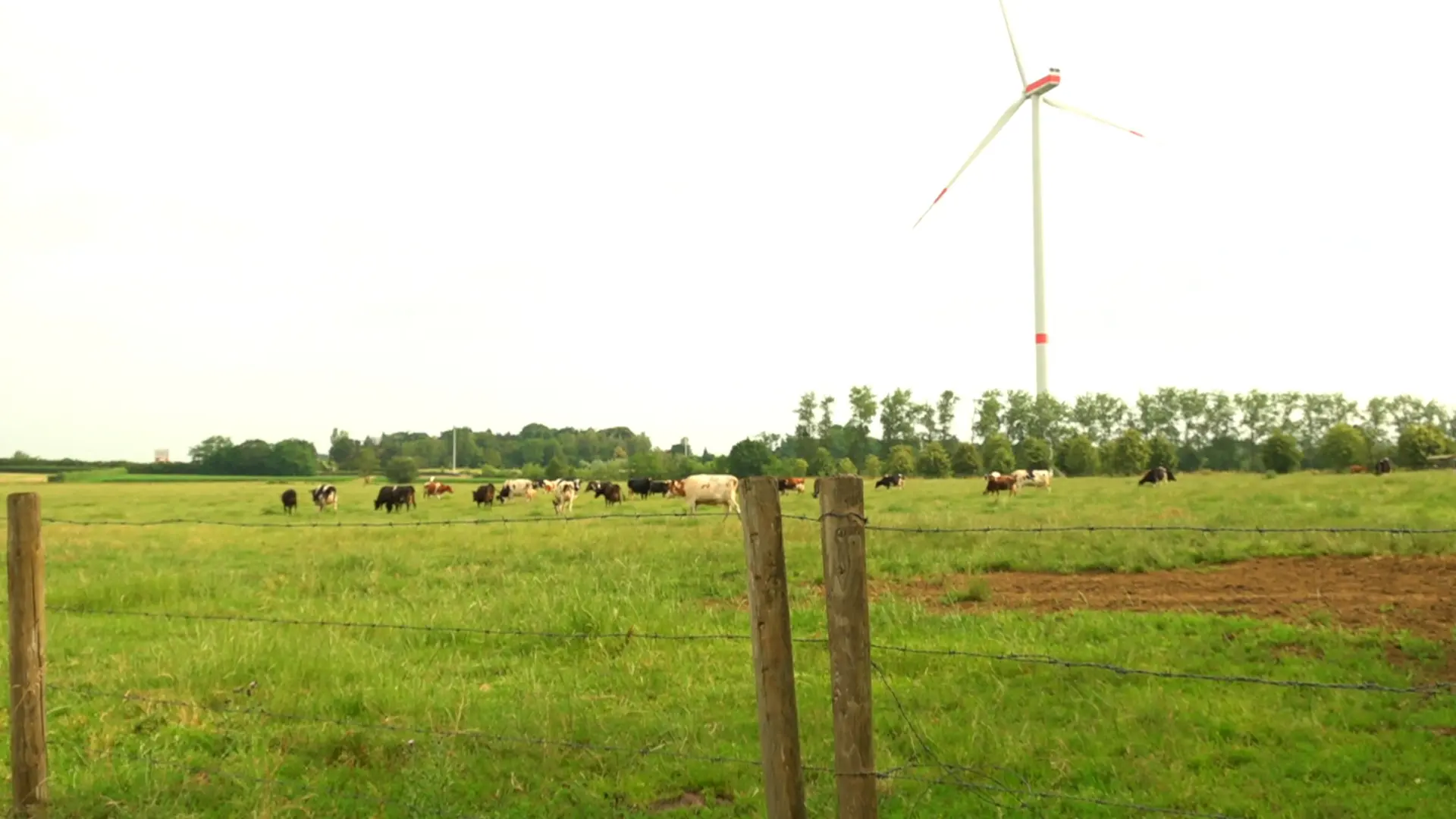 Hoofdafbeelding voor artikel Gratis klimaatboom voor veehouders…