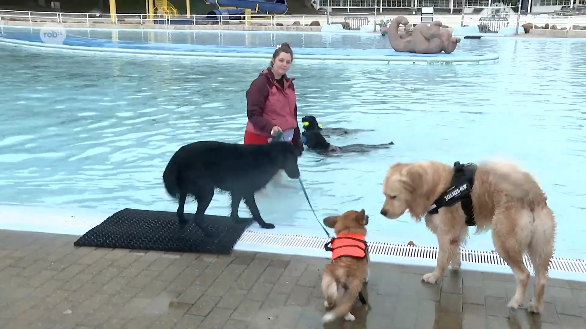Hoofdafbeelding voor artikel Honden mogen voor &eacute;&eacute;n keer…