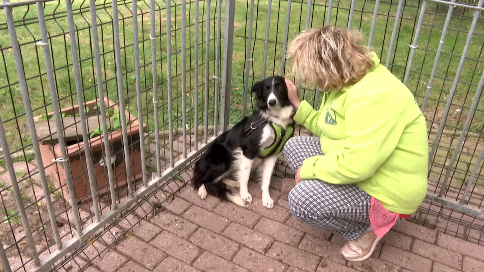 Hoofdafbeelding voor artikel Vzw Dierenhart neemt dierenasiel…