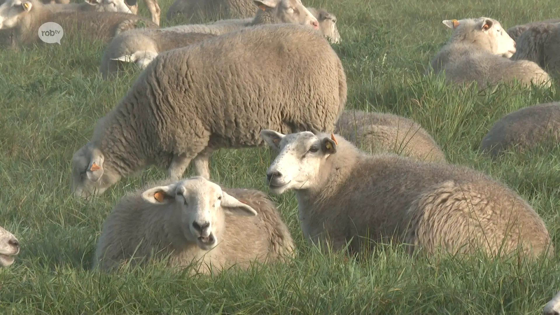 Hoofdafbeelding voor artikel BEKIJK: 350 schapen trekken…