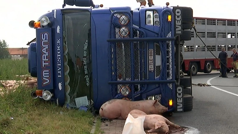 50 varkens komen om bij ongeval met vrachtwagen in Lubbeek