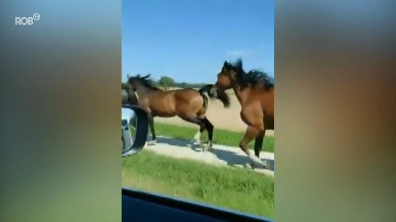 Acht paarden alleen op wandel in Lubbeek