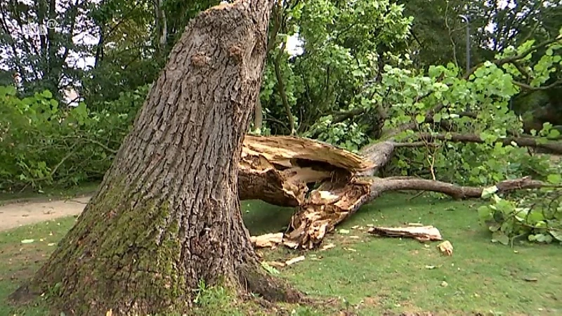 Eerste herfstwind doet boom in stadspark Aarschot omwaaien