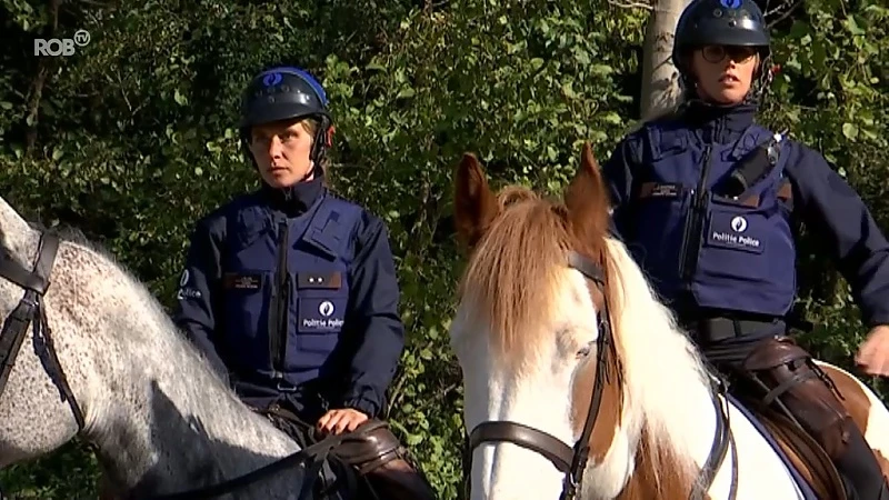 Nu ook paarden in Leuvense binnenstad: federale cavalerie steekt handje toe