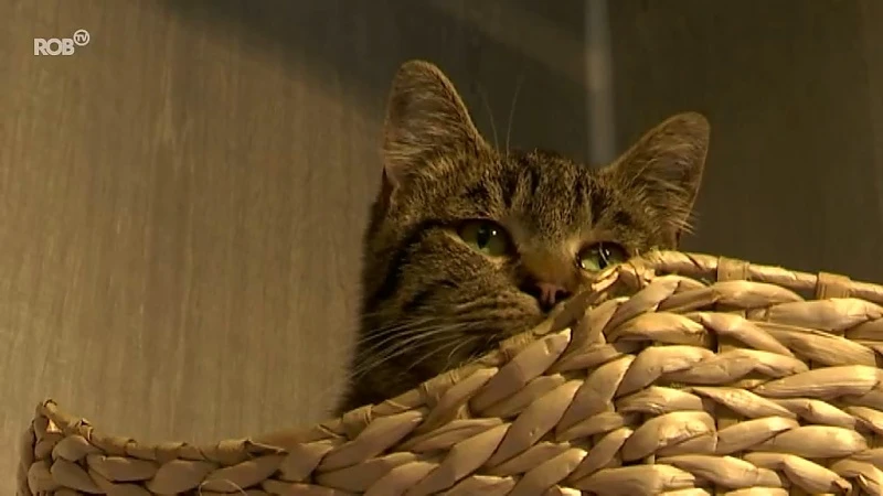 Schattig maar toch verwaarloosd: 14 katten in beslag genomen op gekend adres