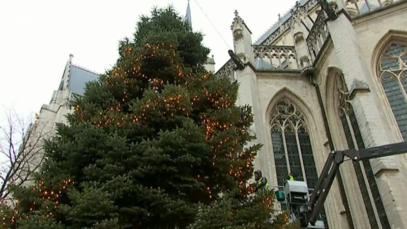 Magisch moment: Kerstboom van 15 meter pronkt op Grote Markt in Leuven