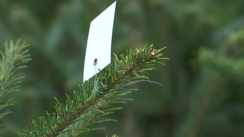 Heb jij jouw Kerstboom al?