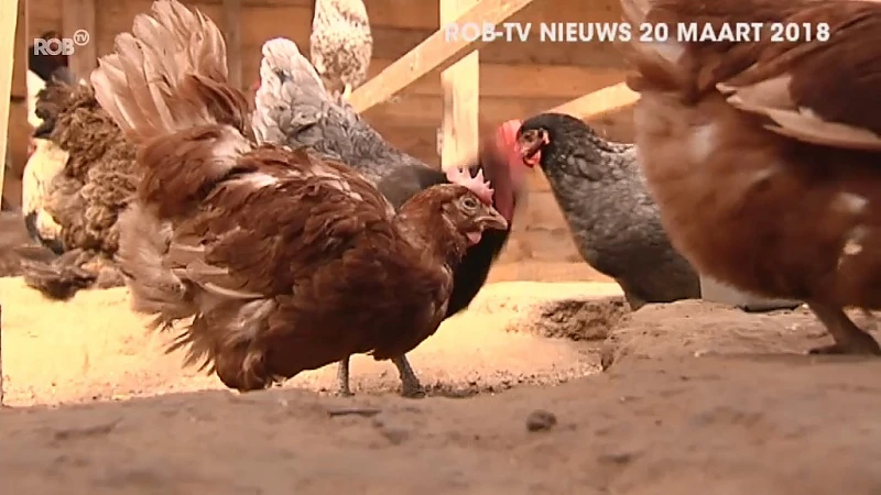 TERUGBLIK 2018: Kippen adopteren in plaats van ze te slachten