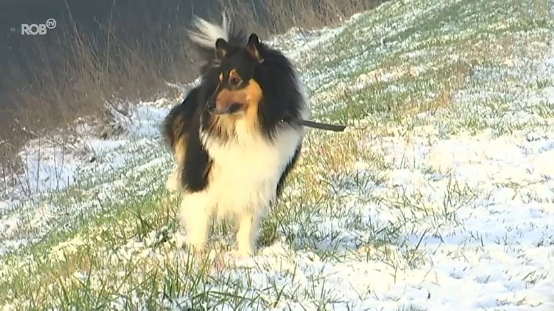 Niet alleen mensen, maar ook honden en kinderen genieten van de sneeuw