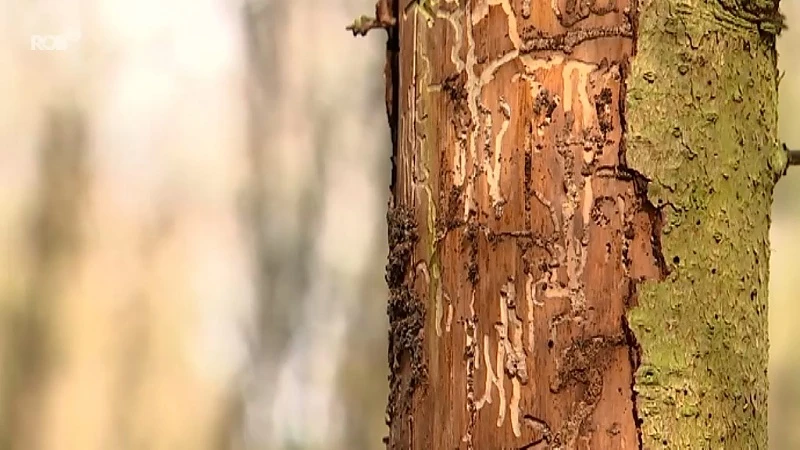 Kleine kever richt ravage aan in Meerdaalwoud, bomen moeten tegen de vlakte