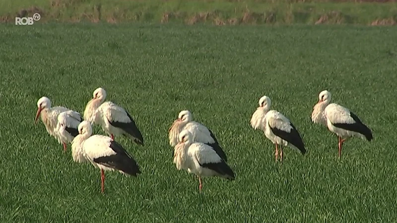 20 ooievaars genieten van eerste lentezon in veld Wilsele-Putkapel