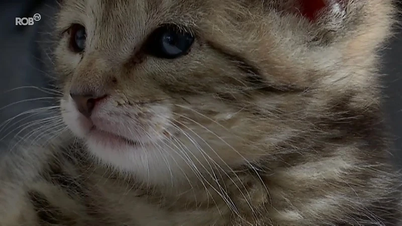Schattig: Woepsie is een van de kittens die Zwerfkat in Leuven opvangt