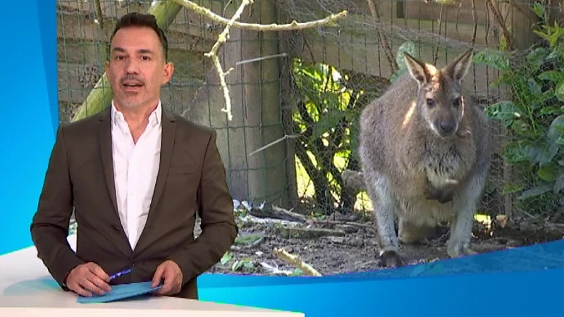 Wallabyjong vermist in Rotselaar