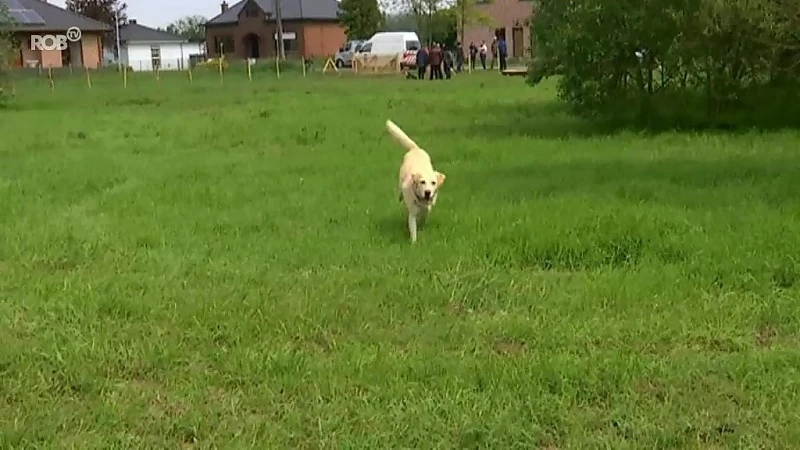 Voortaan ook in Wilsele losloopweide voor honden