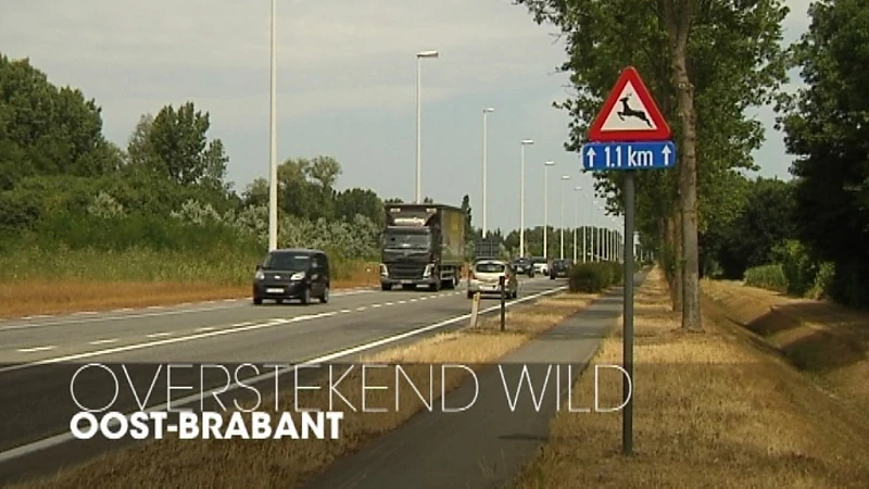 Extra uitkijken op de weg voor overstekend wild tijdens paarseizoen van de ree